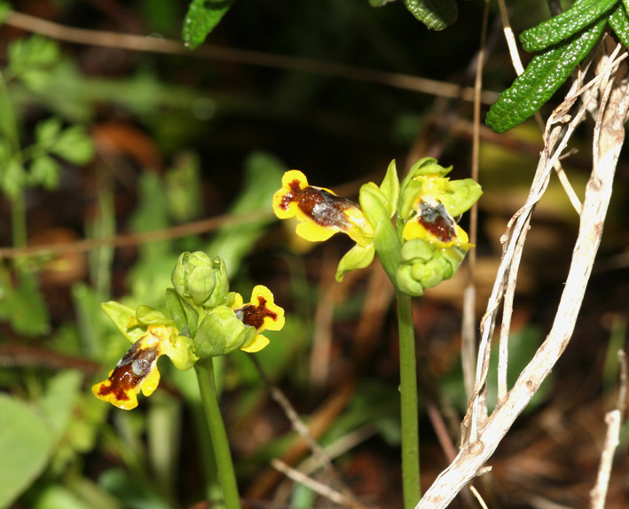 Ophrys sicula / Orchidea della Sicilia