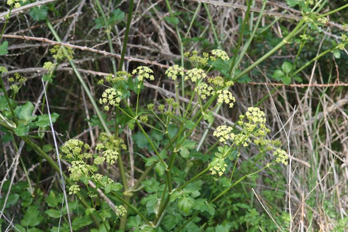 Smyrnium olusatrum / Corinoli comune, Macerone