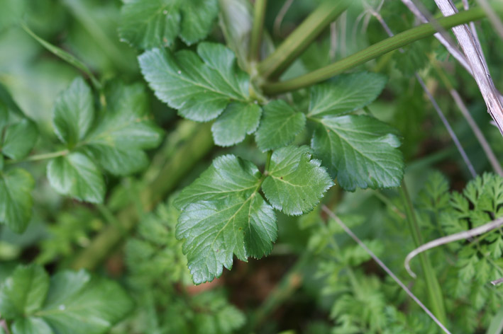 Smyrnium olusatrum / Corinoli comune, Macerone