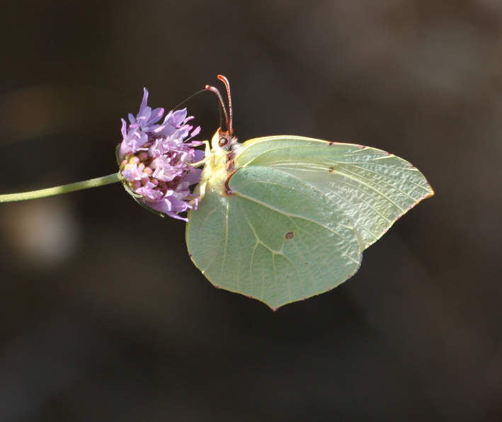 Gonepteryx cleopatra