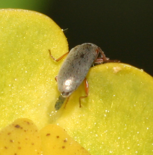 Microcoleottero sull''euforbia: Danacea sp. (Dasytidae)