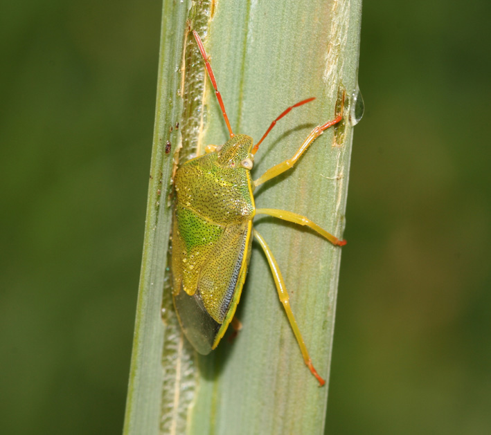 Piezodorus lituratus f.alliacea