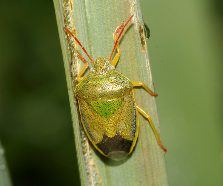 Piezodorus lituratus f.alliacea