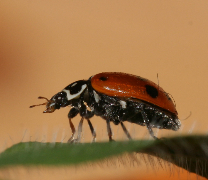 Hippodamia variegata (Coleoptera, Coccinellidae)
