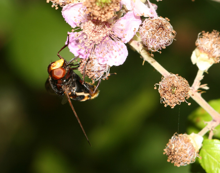 Dittero syirphidae: Volucella zonaria (maschio)