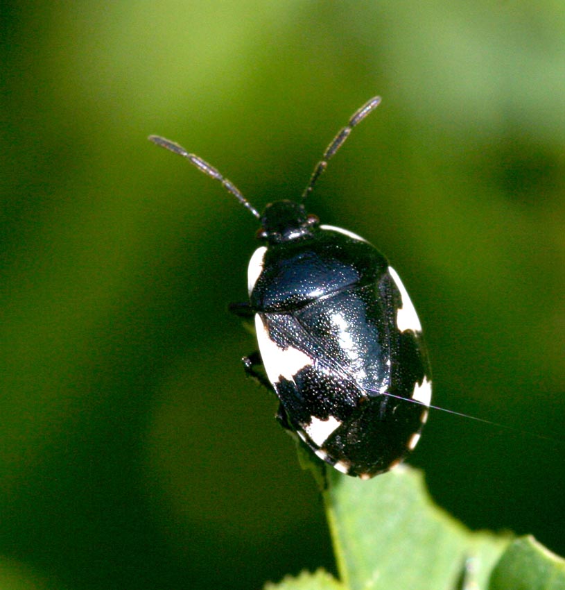 Tritomegas sexmaculatus (Heteroptera, Cydnidae)