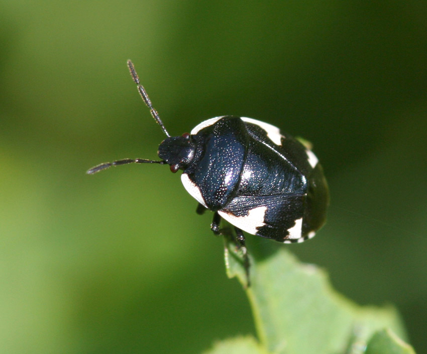 Tritomegas sexmaculatus (Heteroptera, Cydnidae)