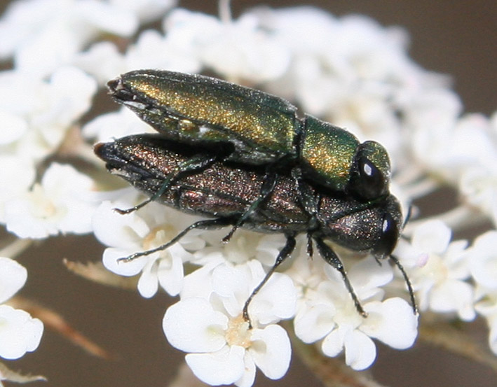 Anthaxia (Haplanthaxia) millefolii polychloros