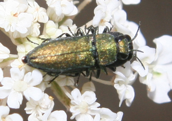 Anthaxia (Haplanthaxia) millefolii polychloros