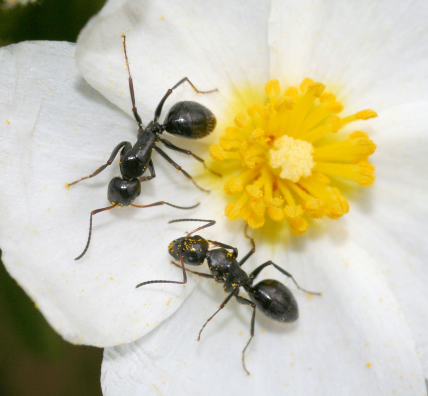 Quale Camponotus? C. aethiops