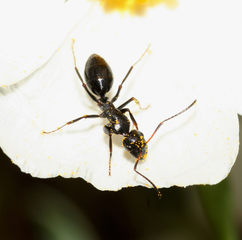 Quale Camponotus? C. aethiops