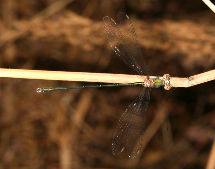 Chalcolestes viridis