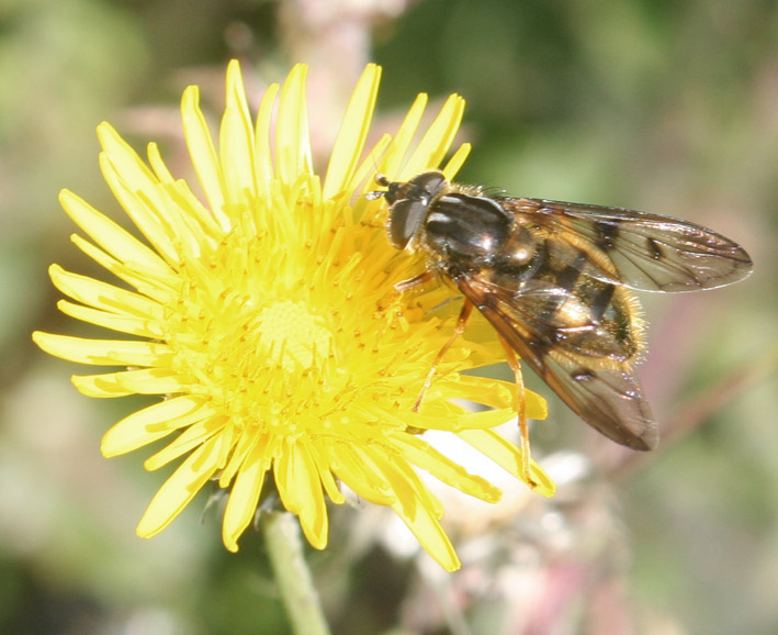 Dittero syrphidae: Ferdinandea fumipennis F