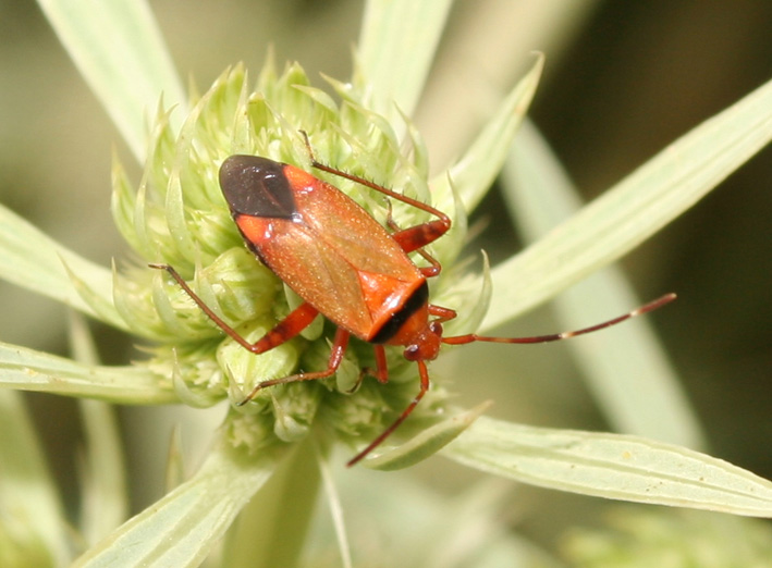 Adelphocoris vandalicus