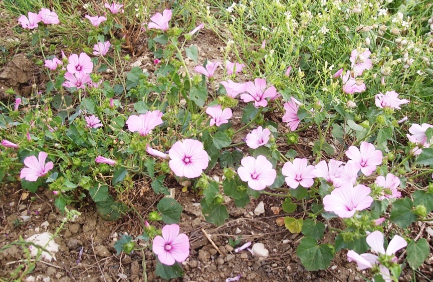 Malva trimestris / Malva reale