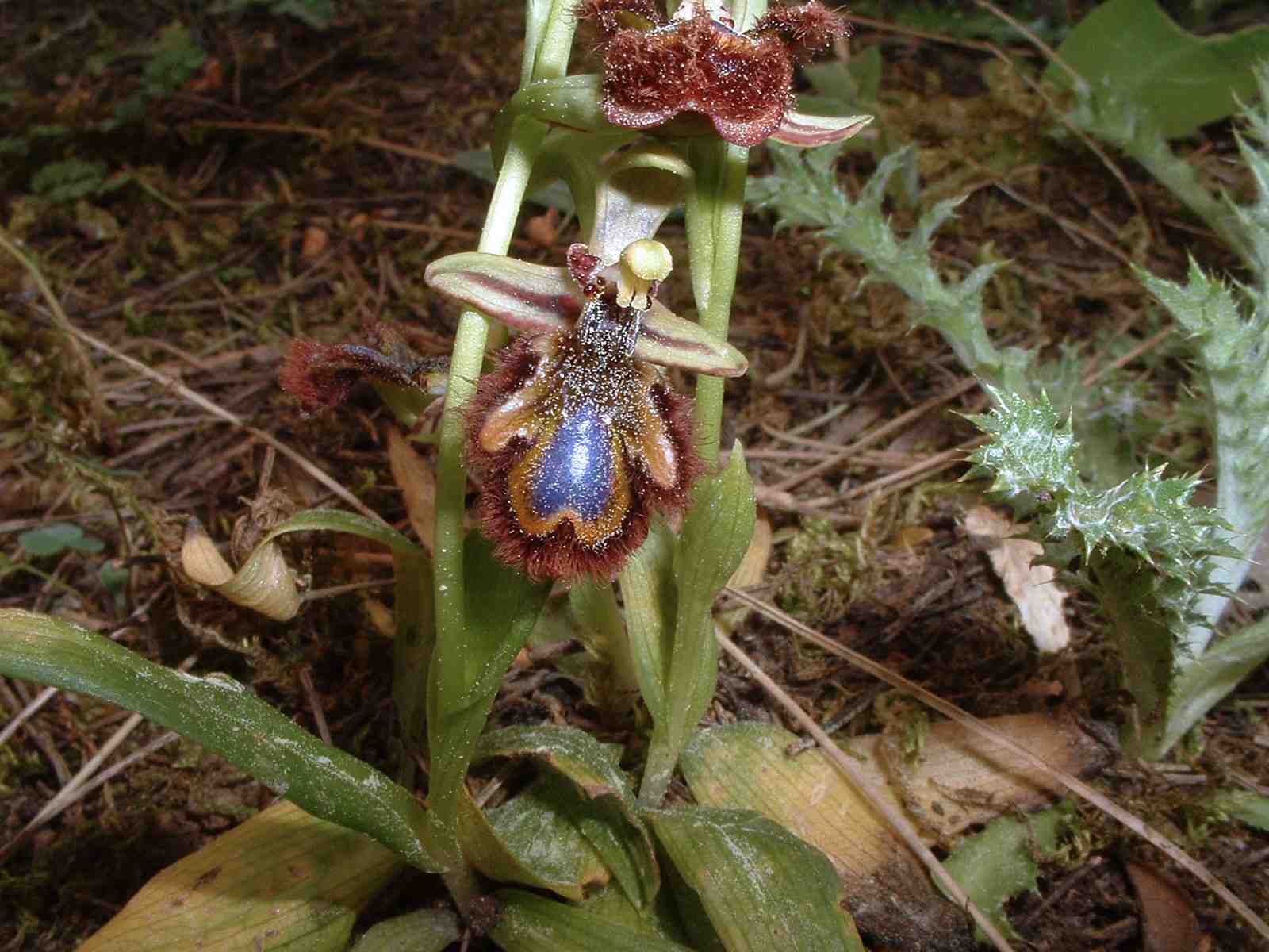 Ophrys ciliata