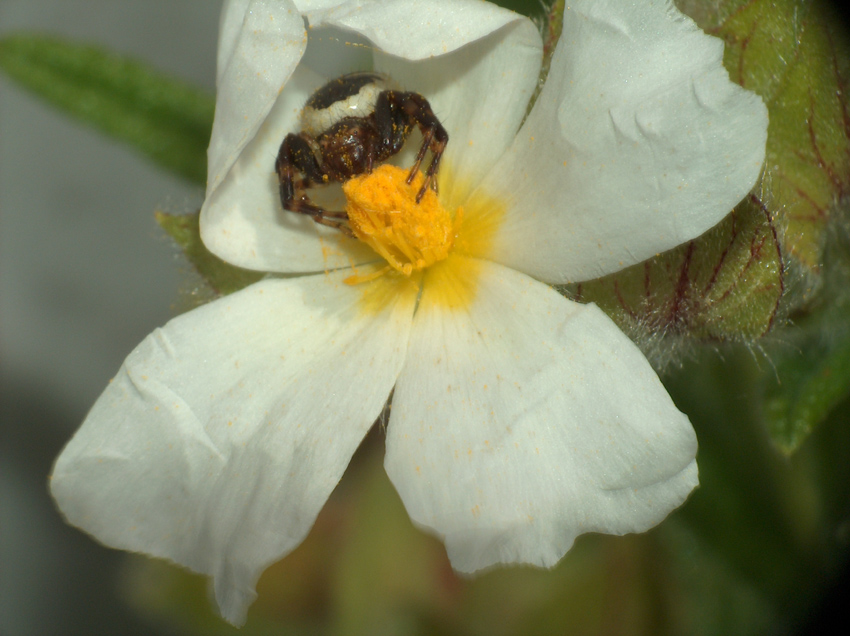 Permesso? buonasera. (Synema globosum)