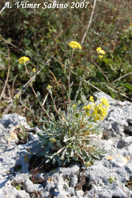 Aurinia saxatilis subsp. megalocarpa (= Alyssum saxatile ) / Alisso sassicolo