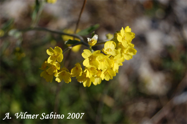 Aurinia saxatilis subsp. megalocarpa (= Alyssum saxatile ) / Alisso sassicolo