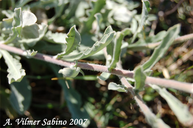 Aurinia saxatilis subsp. megalocarpa (= Alyssum saxatile ) / Alisso sassicolo