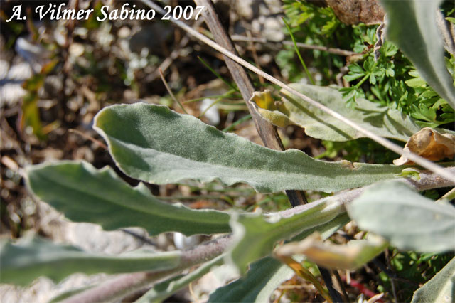 Aurinia saxatilis subsp. megalocarpa (= Alyssum saxatile ) / Alisso sassicolo