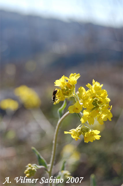 Aurinia saxatilis subsp. megalocarpa (= Alyssum saxatile ) / Alisso sassicolo