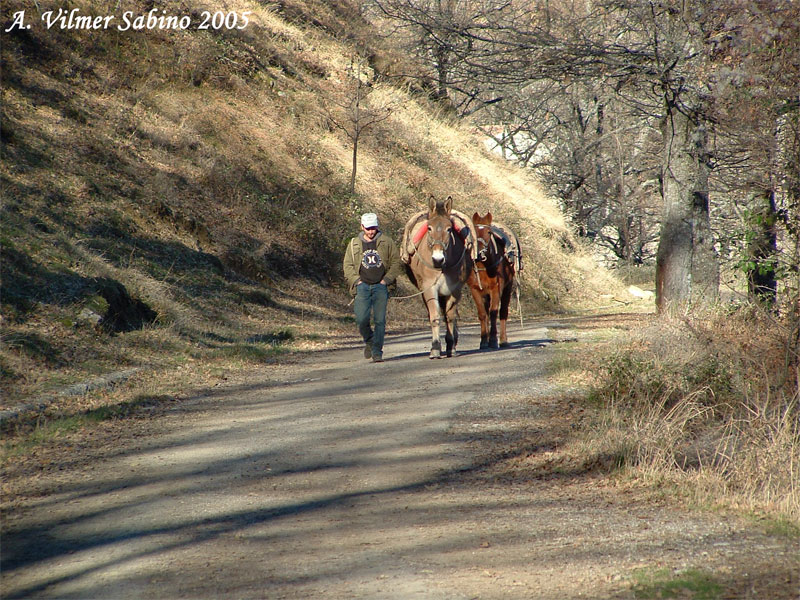 Parco regionale Gallipoli-Cognato e piccole dolomiti lucane