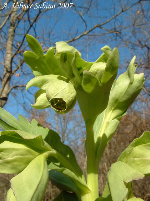 Helleborus foetidus