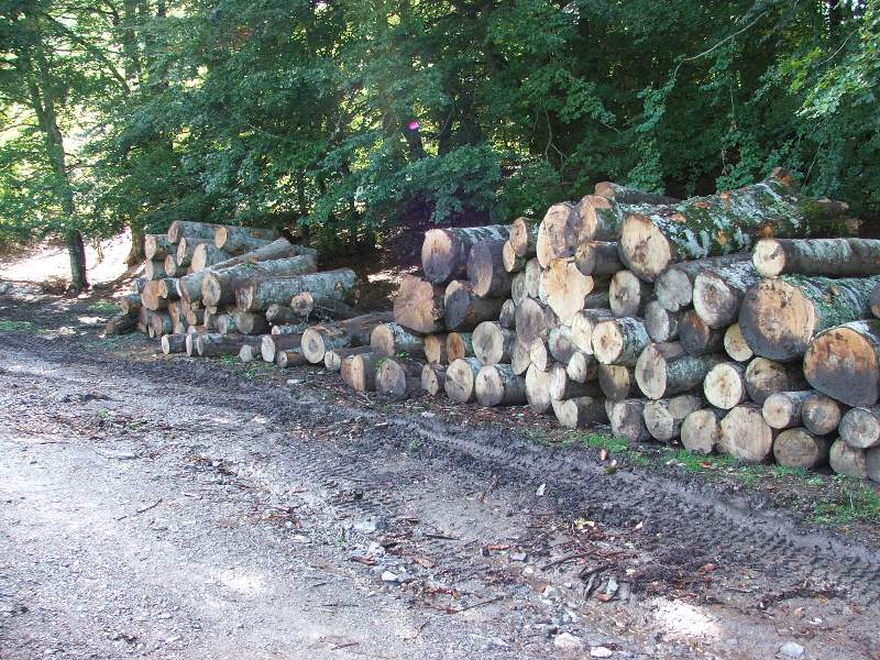 Tagli nel Parco Nazionale del Pollino