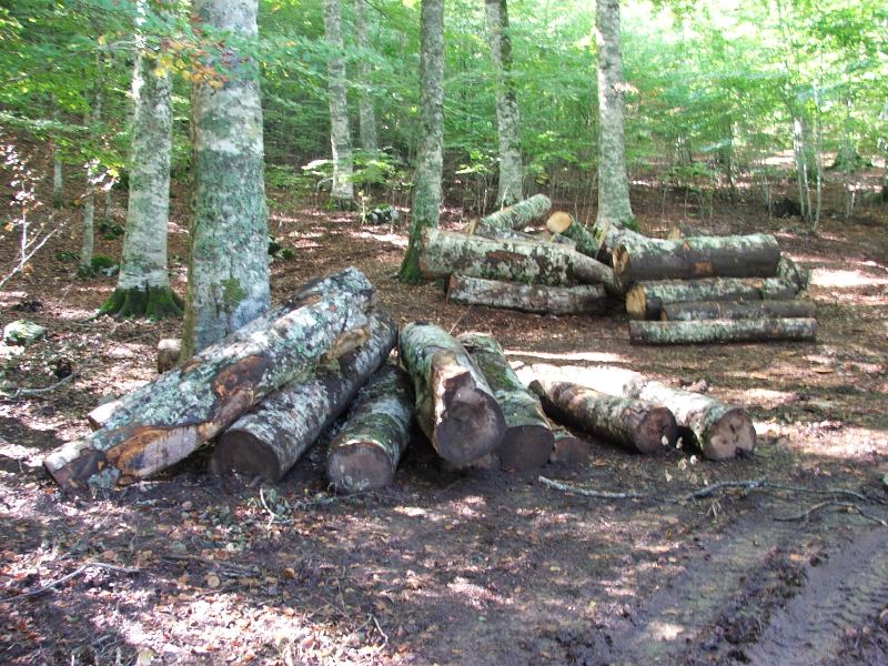 Tagli nel Parco Nazionale del Pollino