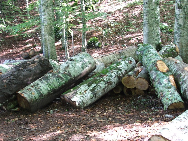 Tagli nel Parco Nazionale del Pollino