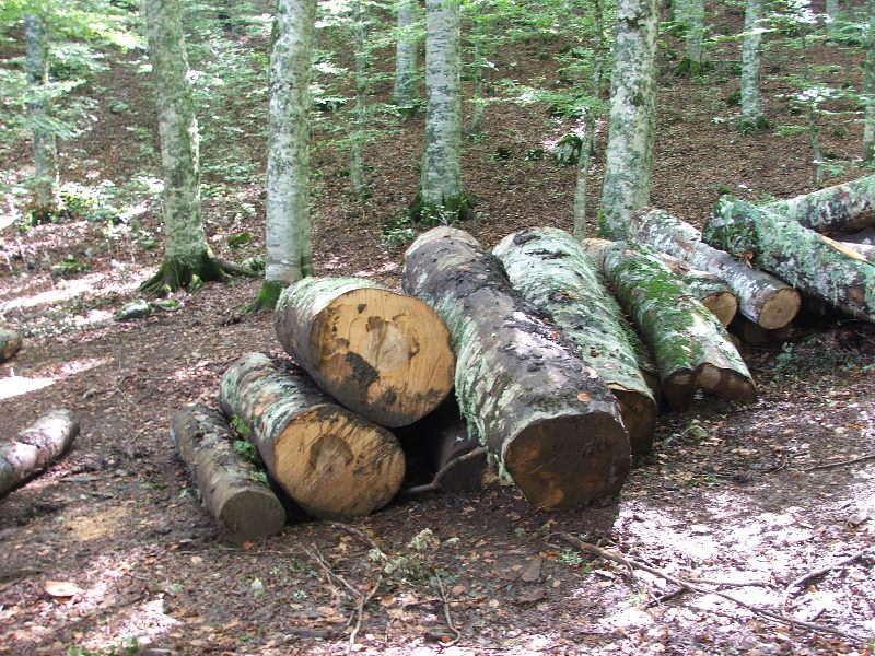 Tagli nel Parco Nazionale del Pollino