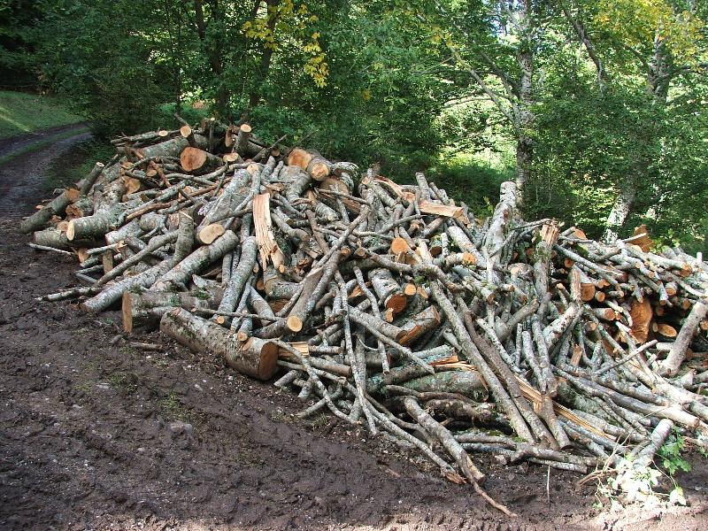 Tagli nel Parco Nazionale del Pollino