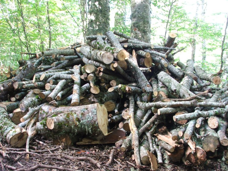 Tagli nel Parco Nazionale del Pollino