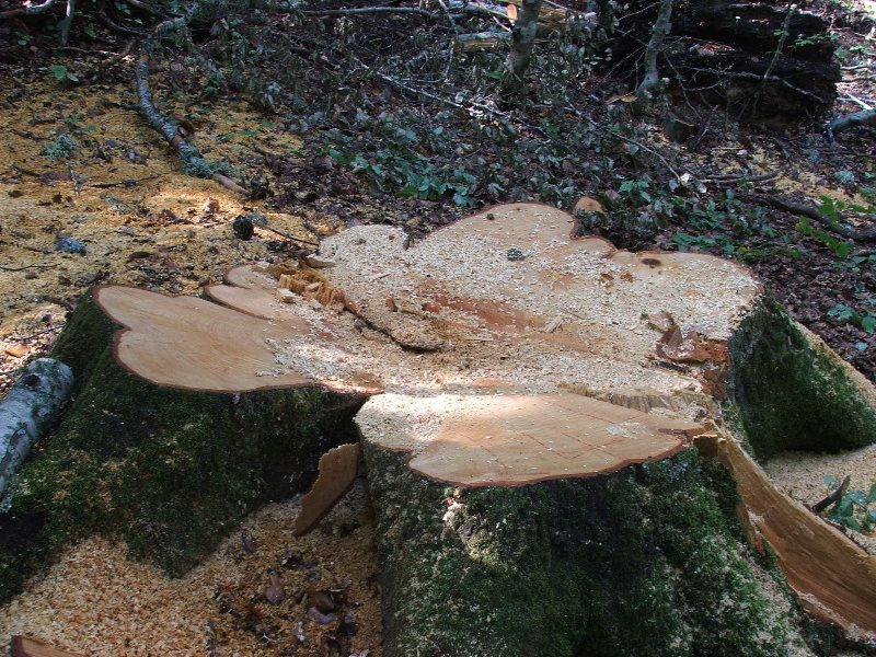 Tagli nel Parco Nazionale del Pollino