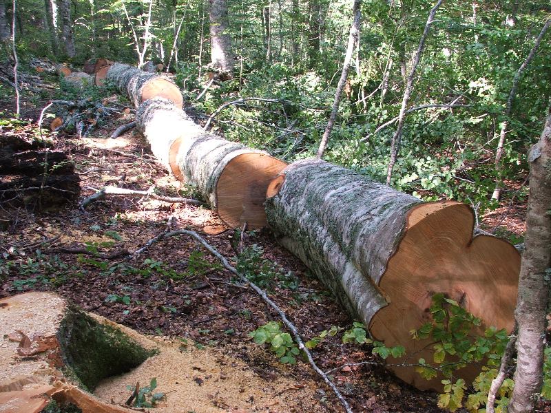 Tagli nel Parco Nazionale del Pollino