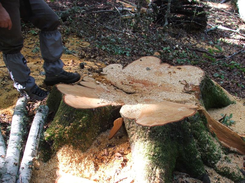 Tagli nel Parco Nazionale del Pollino