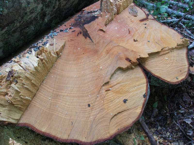 Tagli nel Parco Nazionale del Pollino