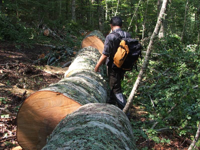 Tagli nel Parco Nazionale del Pollino