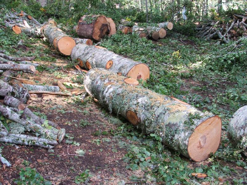 Tagli nel Parco Nazionale del Pollino