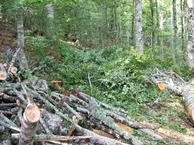 Tagli nel Parco Nazionale del Pollino