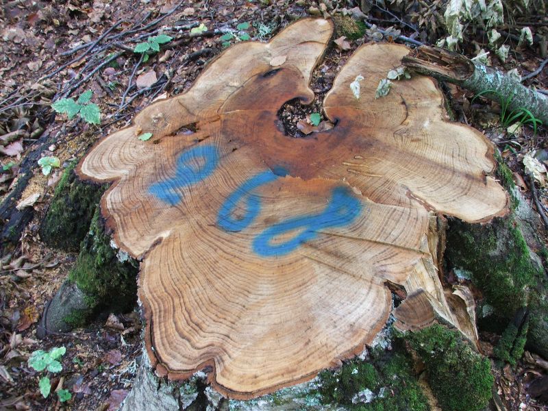 Tagli nel Parco Nazionale del Pollino