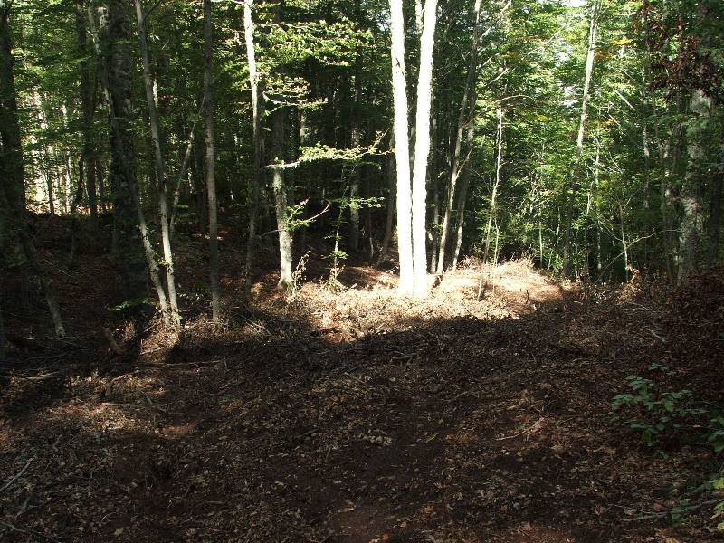 Tagli nel Parco Nazionale del Pollino