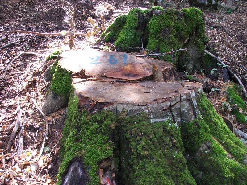 Tagli nel Parco Nazionale del Pollino