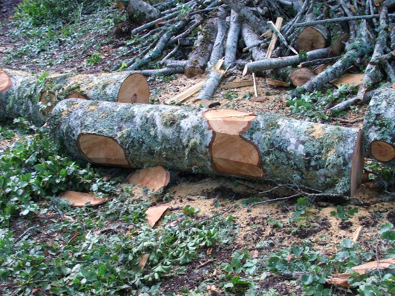 Tagli nel Parco Nazionale del Pollino