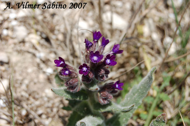 Anchusa undulata subsp. hybrida