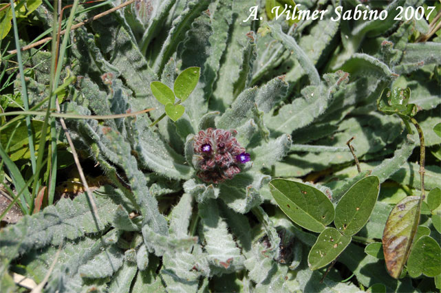 Anchusa undulata subsp. hybrida