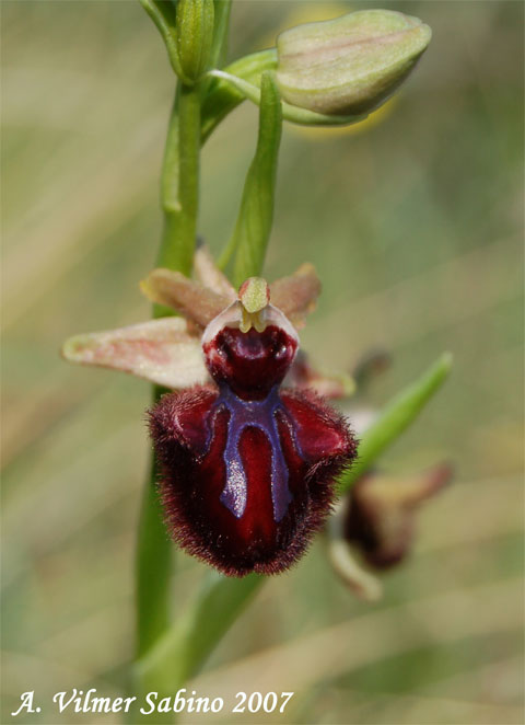 Ophrys incubacea