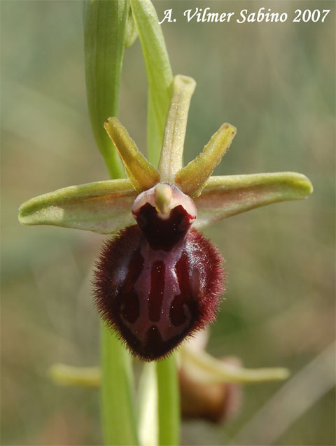 Ophrys incubacea