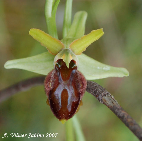 Ophrys passionis (=Ophrys garganica) e O. sphegodes